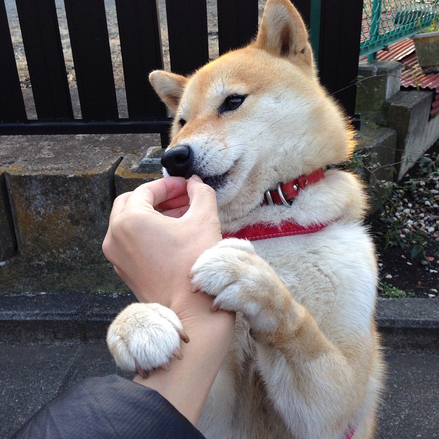 皇马签约欧洲新星,开启“未来皇马”计划,皇马时隔8年再进欧冠4强