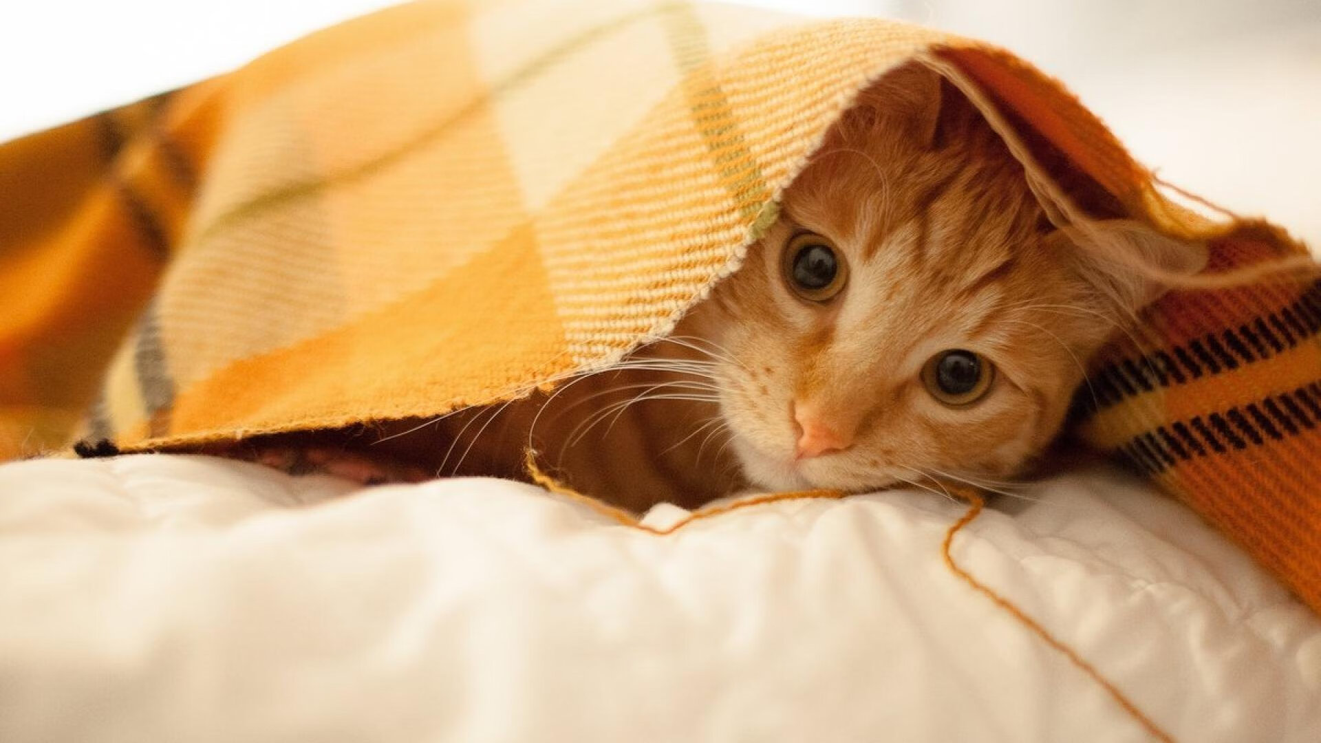 IM体育官方网站-卡迪夫城-战平伯顿，主场遗憾错失三分颇有遗憾，卡迪夫城主帅