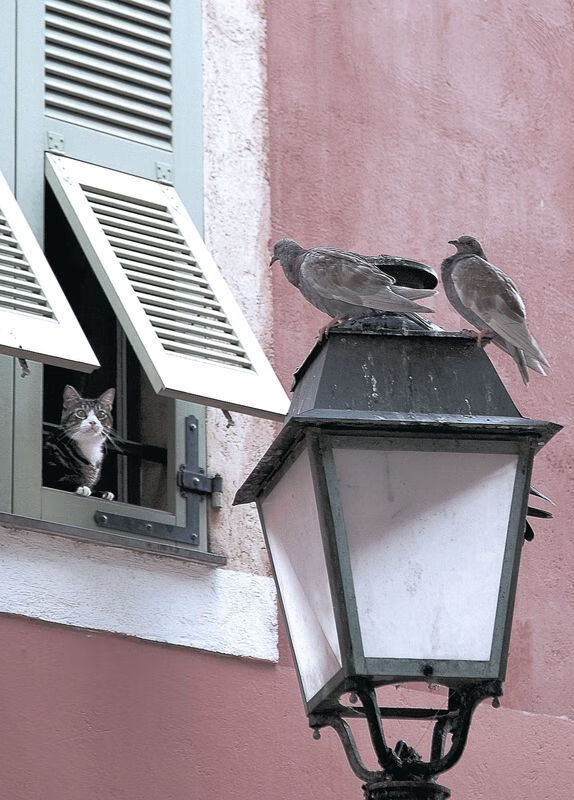 im体育下载-塞内加尔队后卫佩雷斯在巴黎奥运会上表现出色，塞内加尔主帅