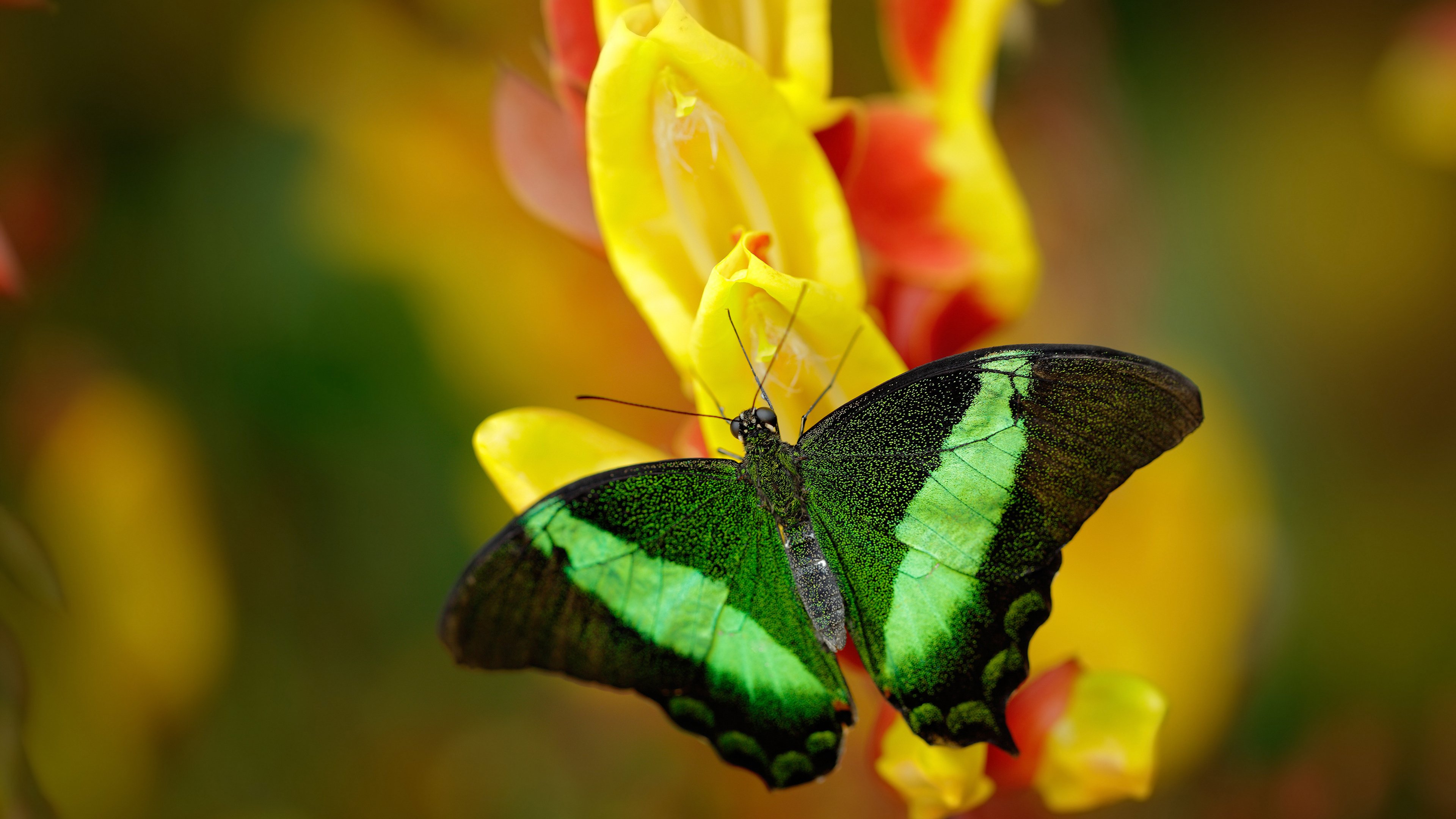 im电竞官网首页-女足联赛是否同样需要职业化改革方案，女足要求
