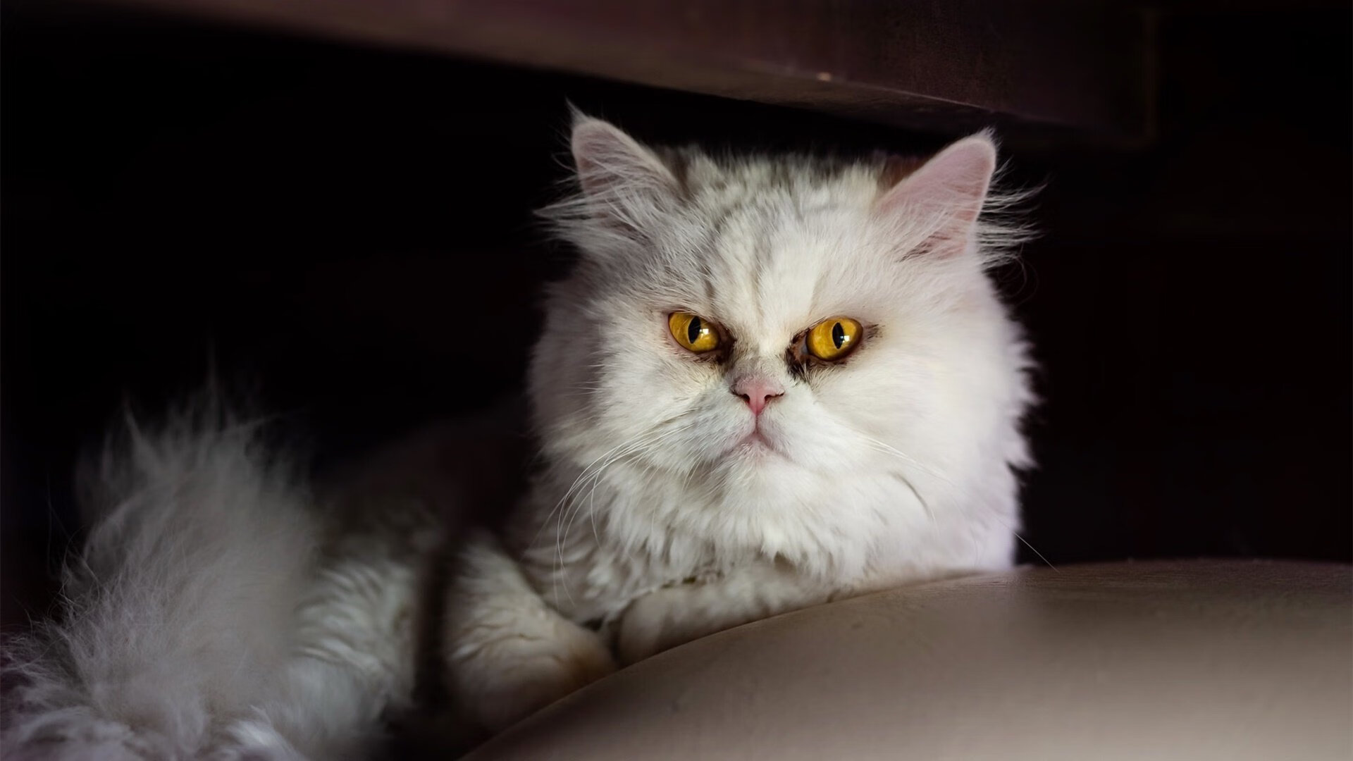 im电竞官方-巴黎圣日耳曼再战胜，欧冠夺冠气势如虹！，巴黎圣日耳曼欧冠首发名单