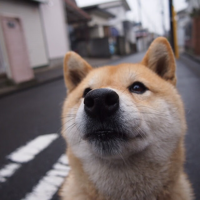 im体育app官网-梅斯主场难敌强敌，球队战绩陷入低谷，梅斯对雷恩比分预测