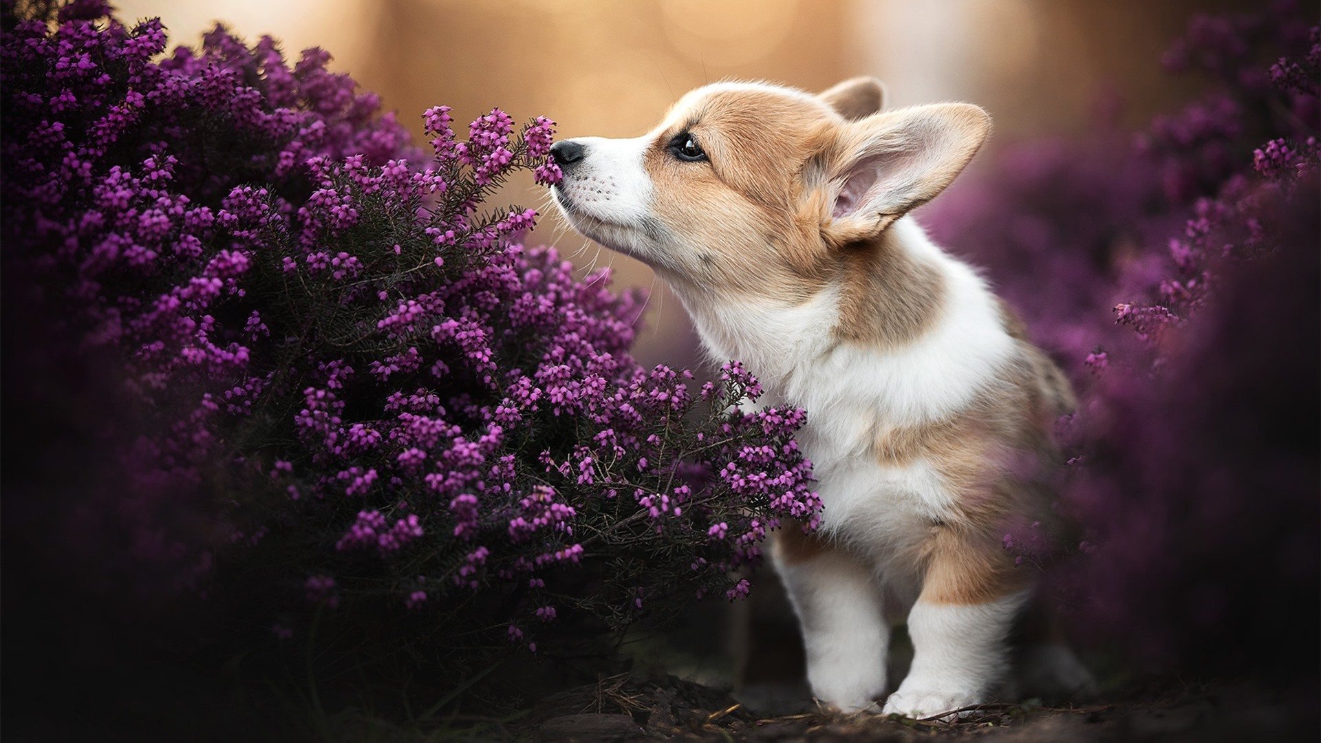 im电竞官方下载-河北华夏幸福惨败，保级形势严峻，河北 华夏幸福 95亿