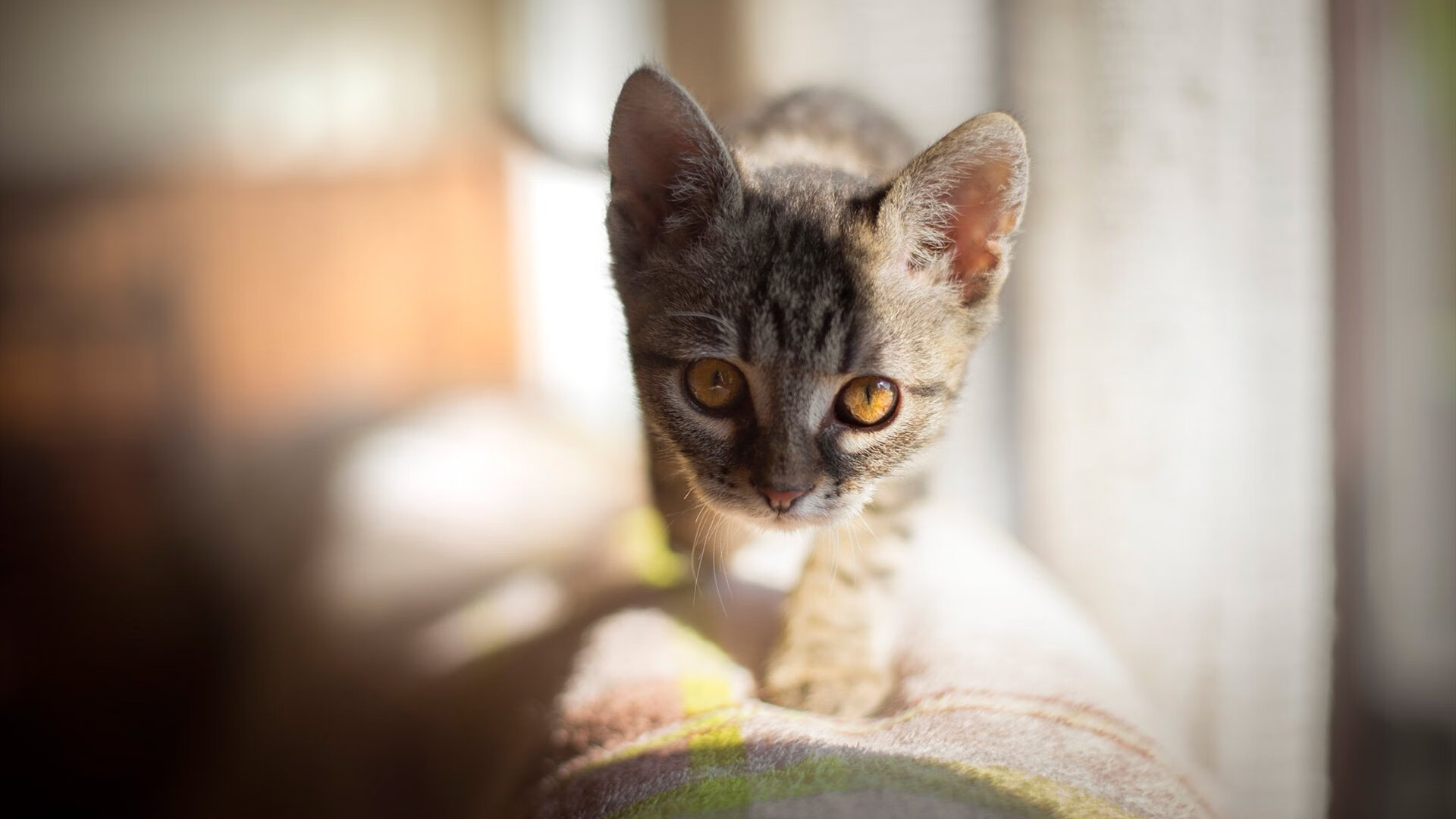 im体育在线登录入口地址-电竞主播商业变现模式创新及多渠道运营策略分析，电竞主播如何赚钱