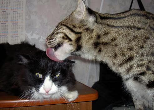 im体育app官方下载-电竞主播商业变现路径多样化及内容创作优化研究，主播 电竞赚钱模式