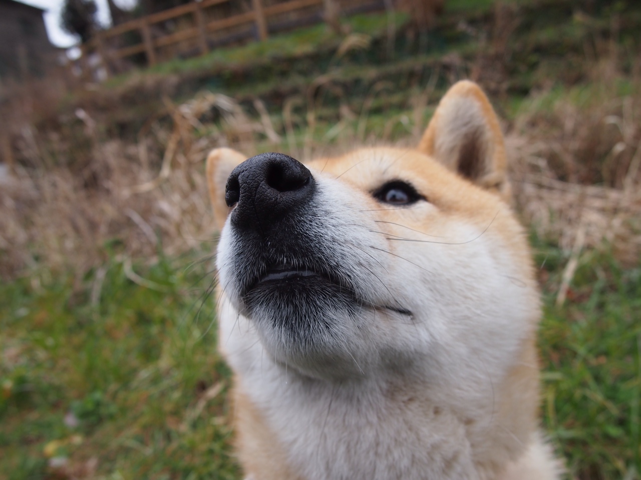 im体育-篮网队主帅发布战术调整，力拼反弹，篮网队主力阵容
