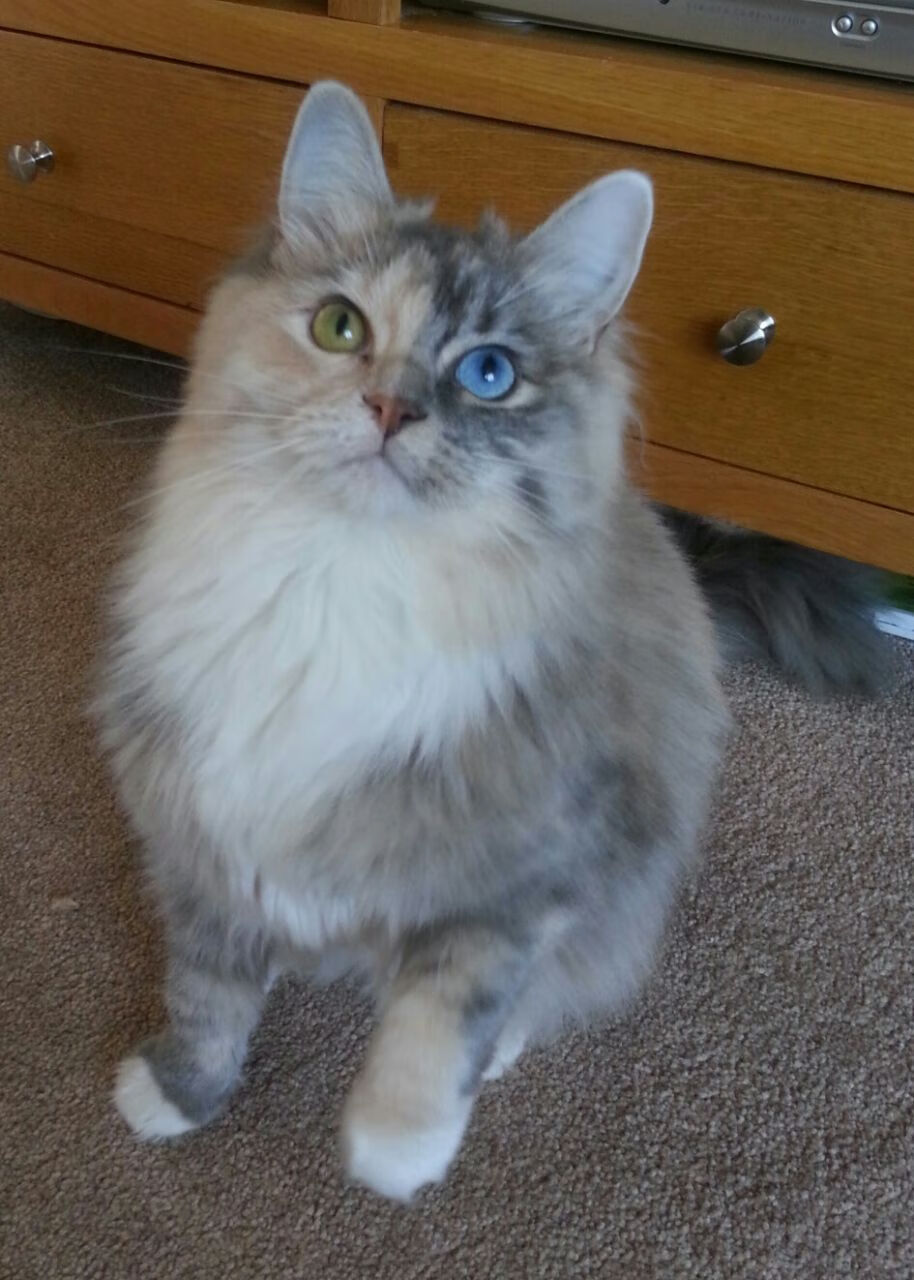 西班牙队备战罗马尼亚,胜负难分看点颇多,西班牙对名单