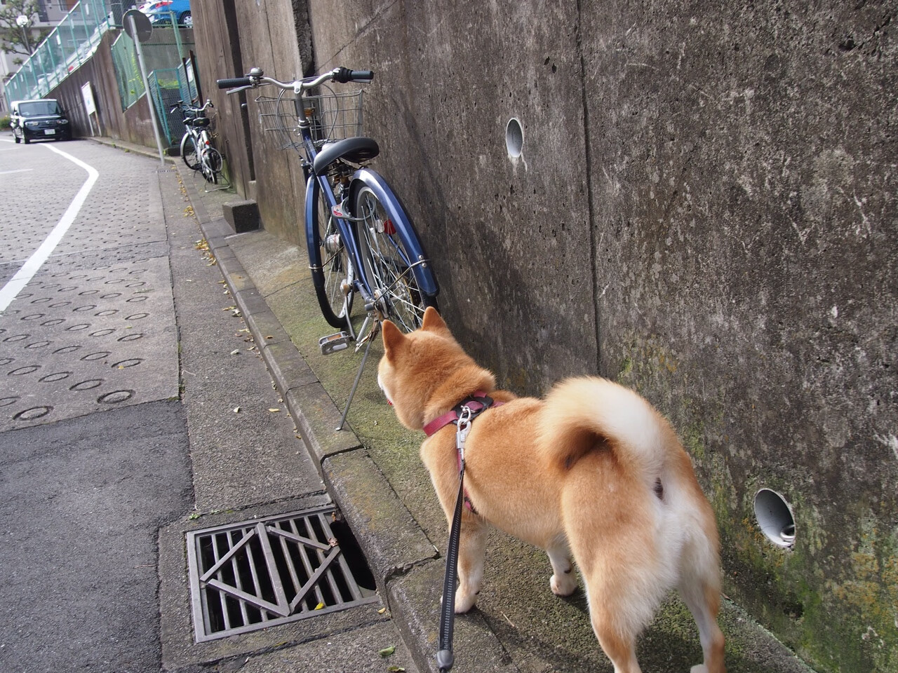 im体育官网入口-韦斯卡在激战中力克对手，保持胜利势头，韦斯卡市