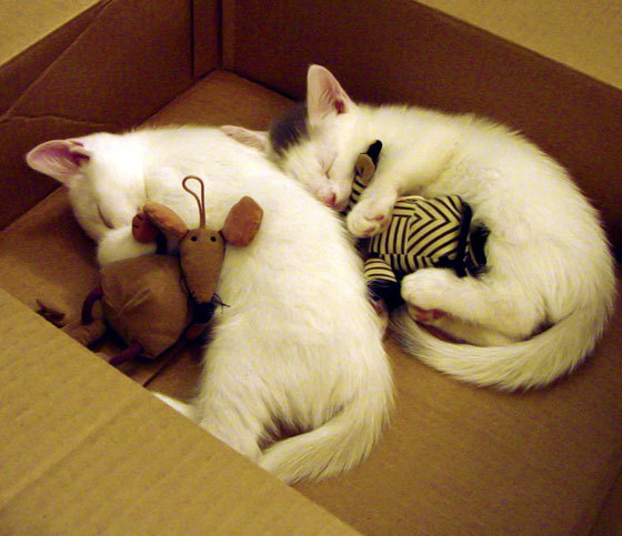 im体育网站-国际乒联混合团体世界杯：罗马尼亚队如何通过团队配合破敌，罗马尼亚女乒