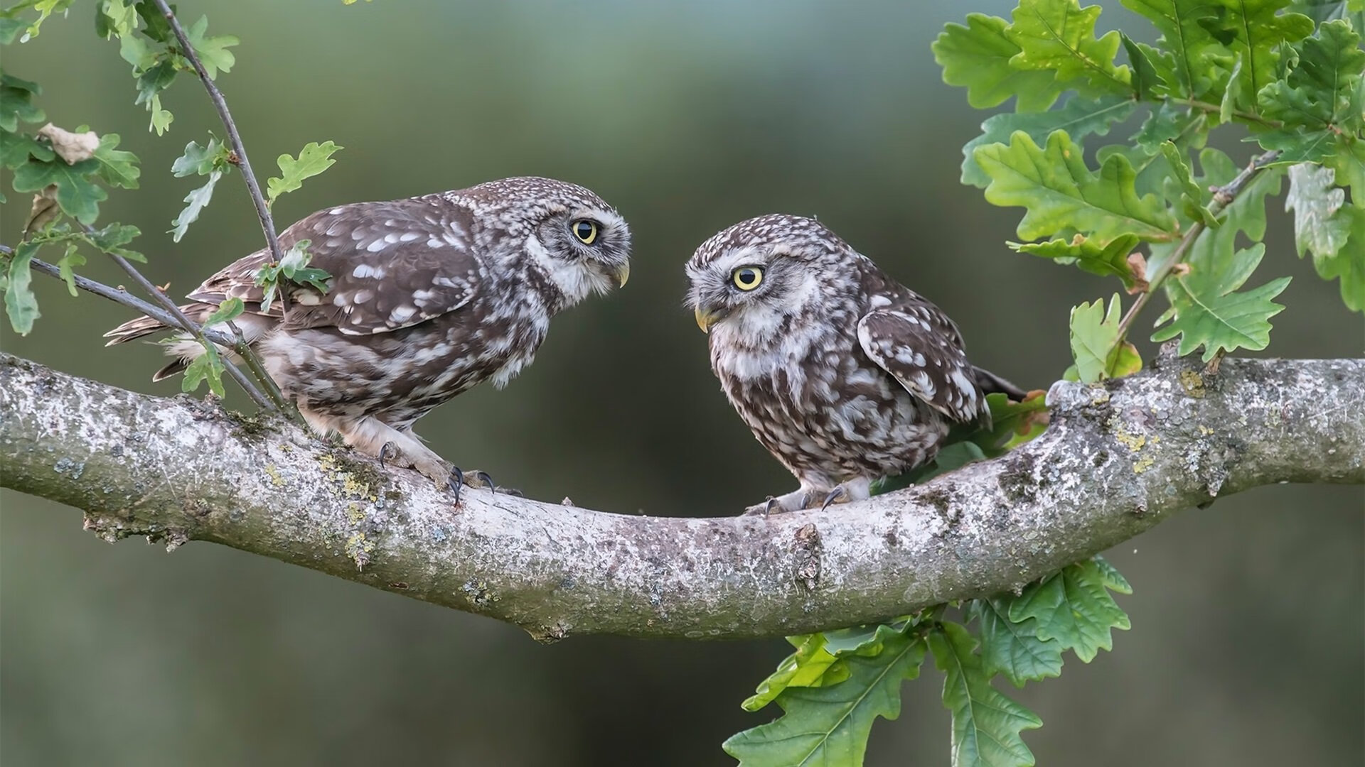 im电竞官网-巴黎边锋爆发带动全队攻势升级，巴黎右边锋