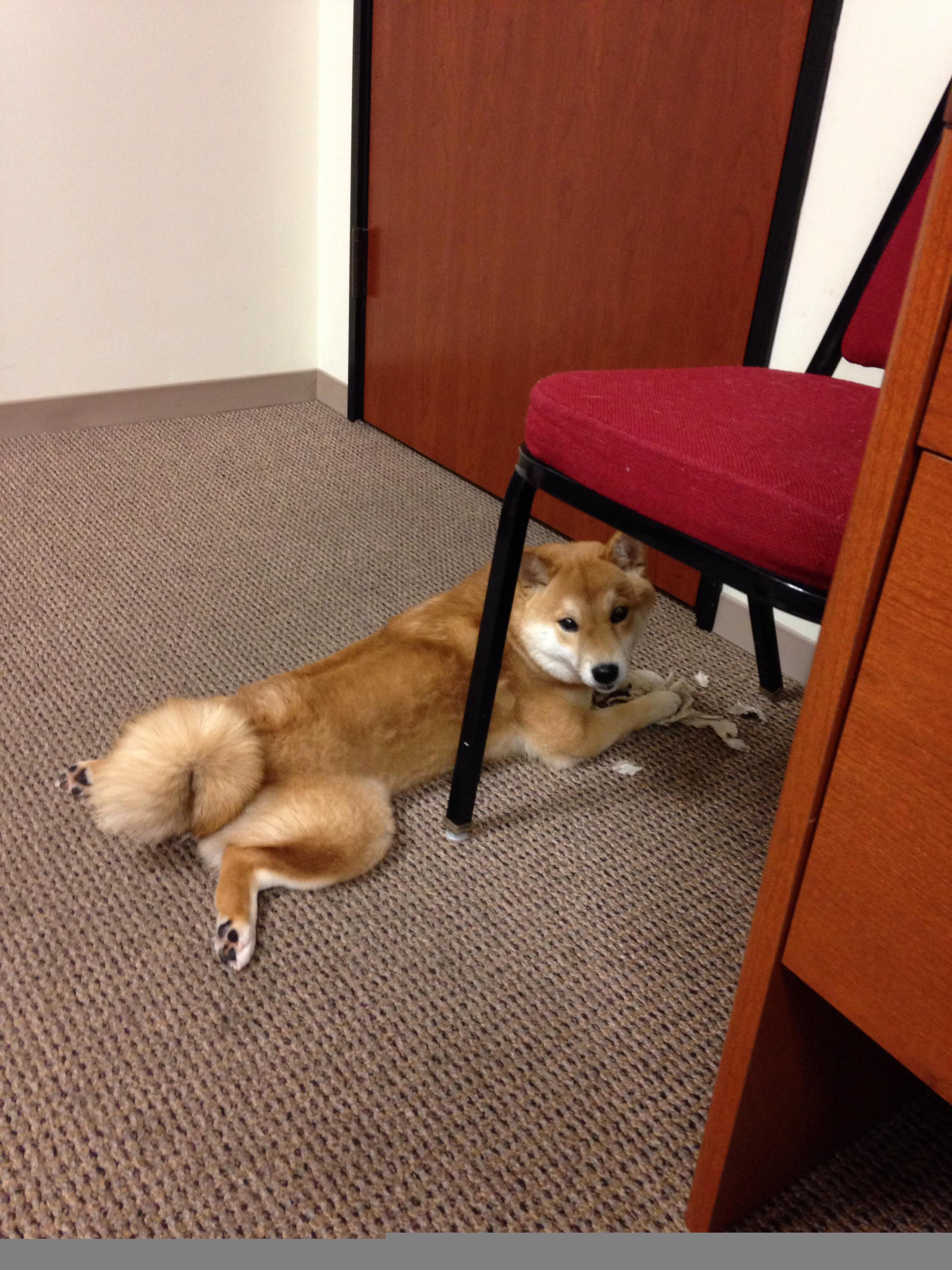 澳大利亚队未来突破:如何在亚洲赛场争取更多荣誉,澳大利亚队12强赛大名单