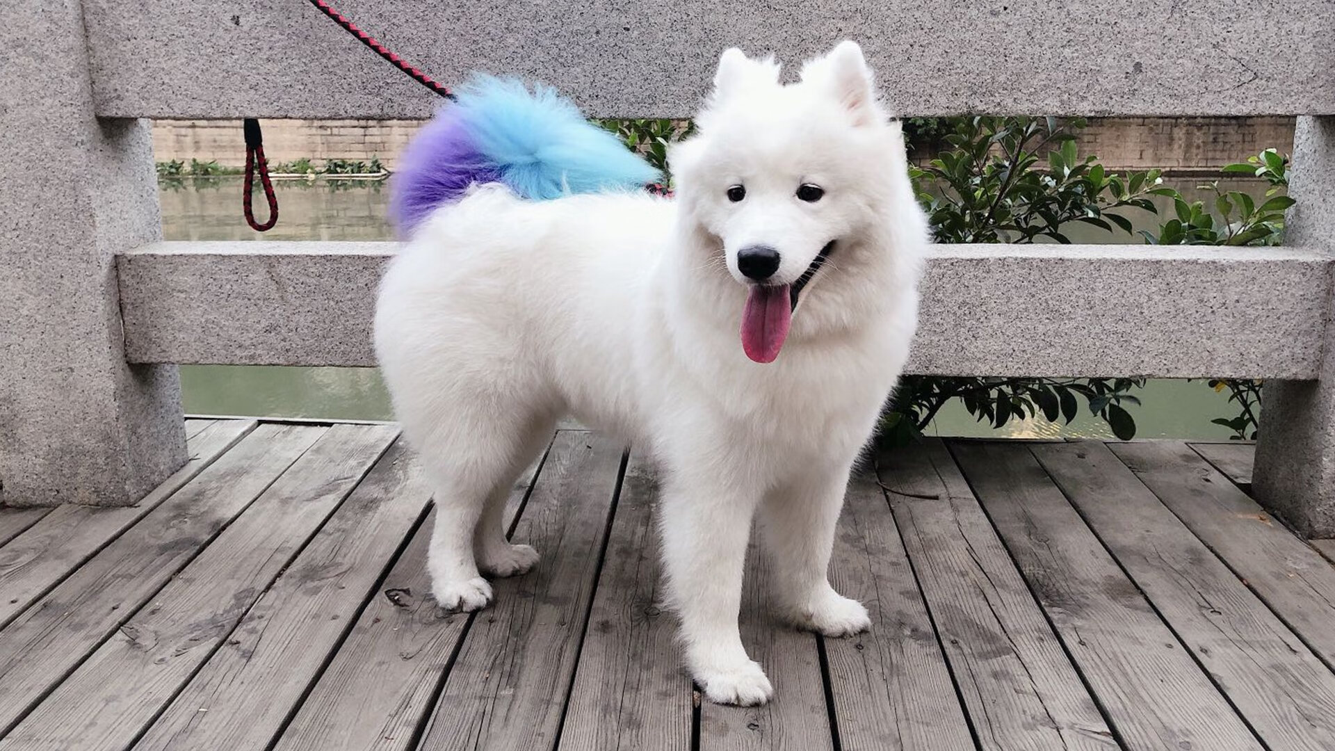 IM体育APP-青训制度与职业梯队年龄对接失衡，青训的年龄限制