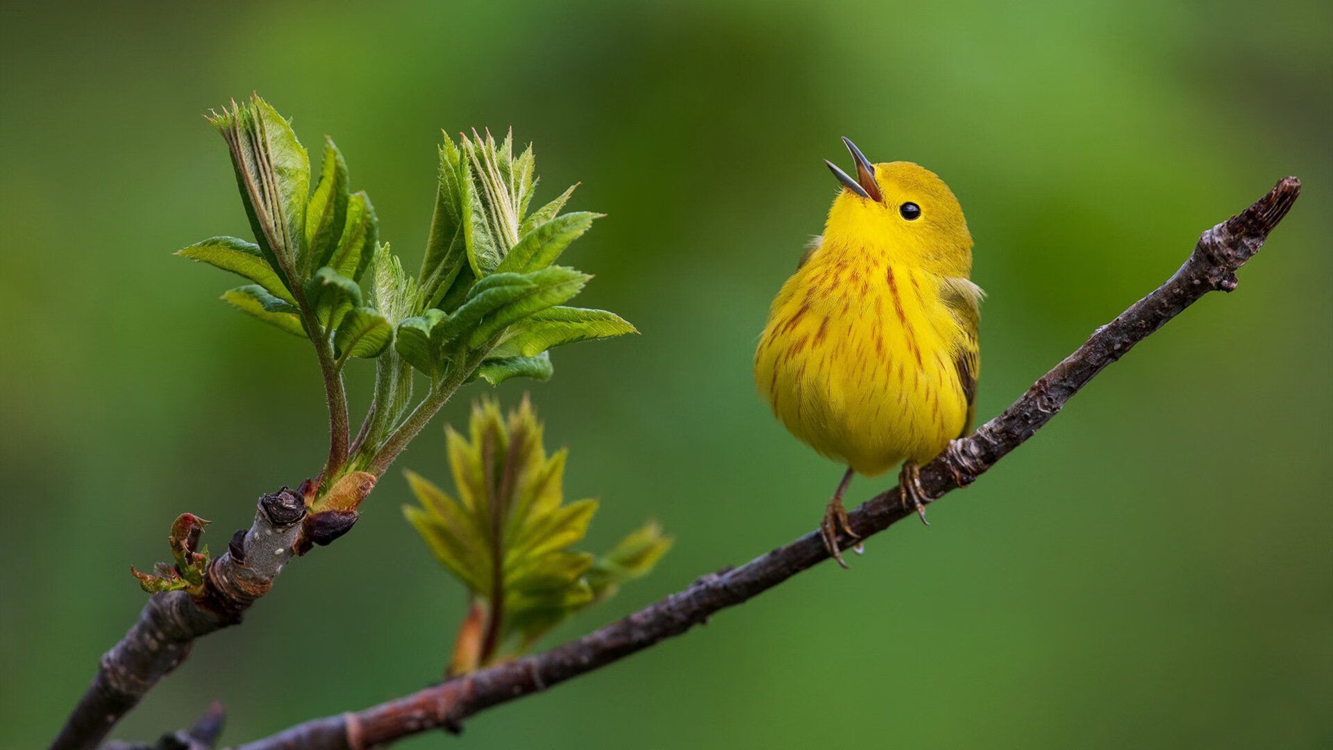 中超外援依赖程度下降国产球员表现更加突出，中超外援实力排名 知乎
