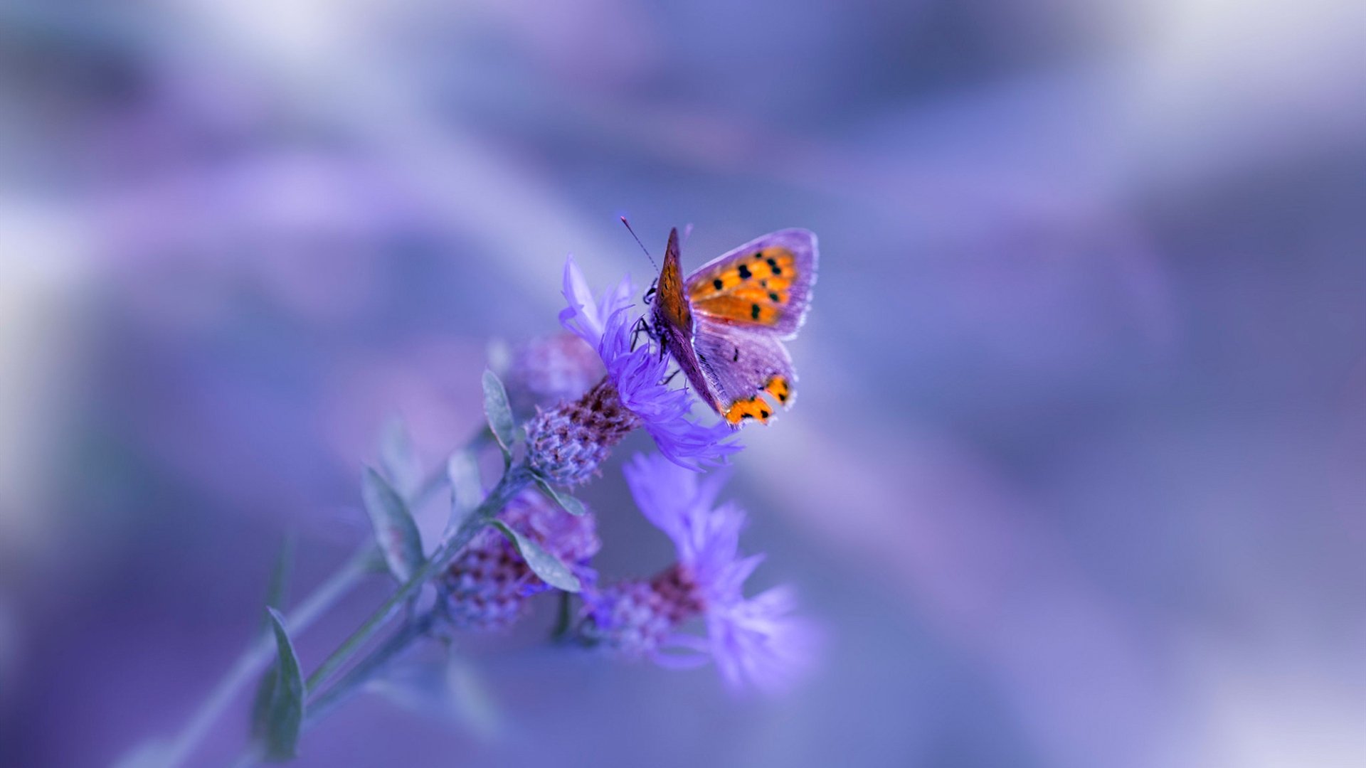 乌干达男篮在非洲预赛中高歌猛进，期待奥运新突破，乌干达篮球全国联赛