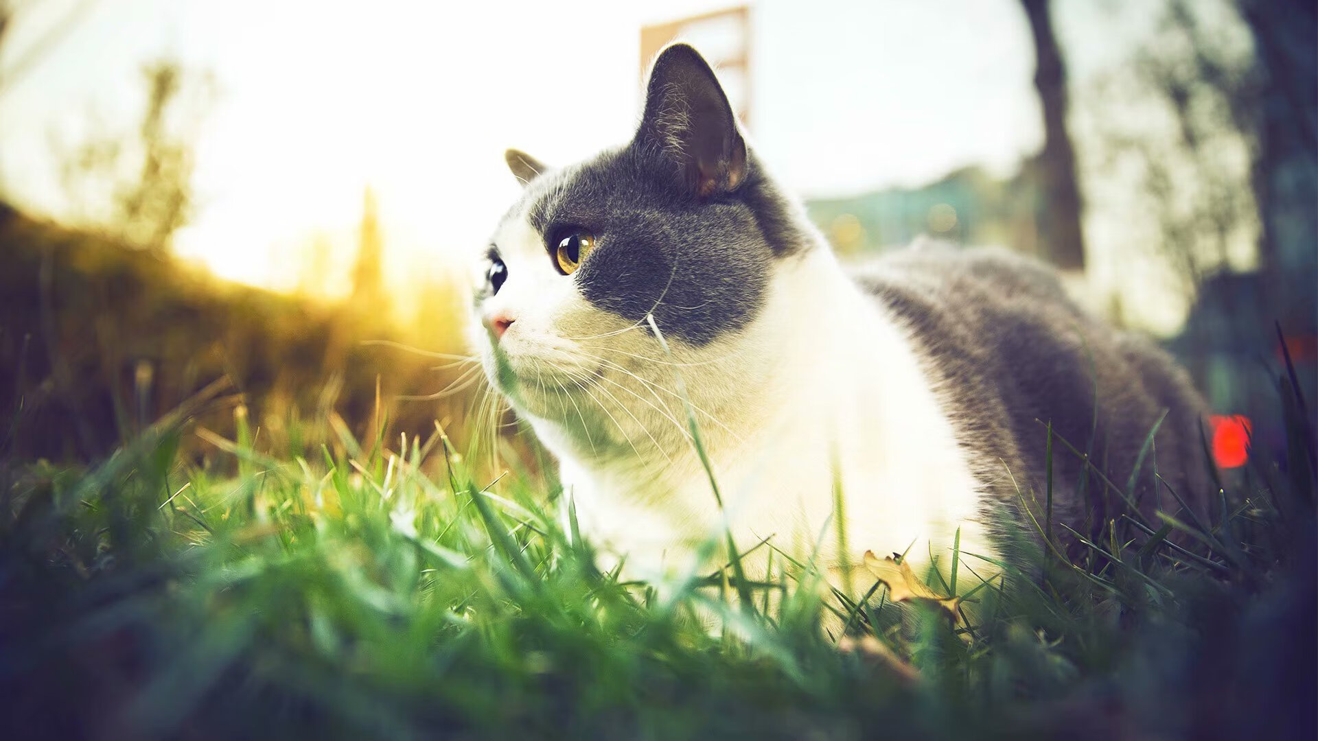 im电竞官网登录-林丹出席国际论坛畅谈运动员退役生活，林丹退役干啥去了