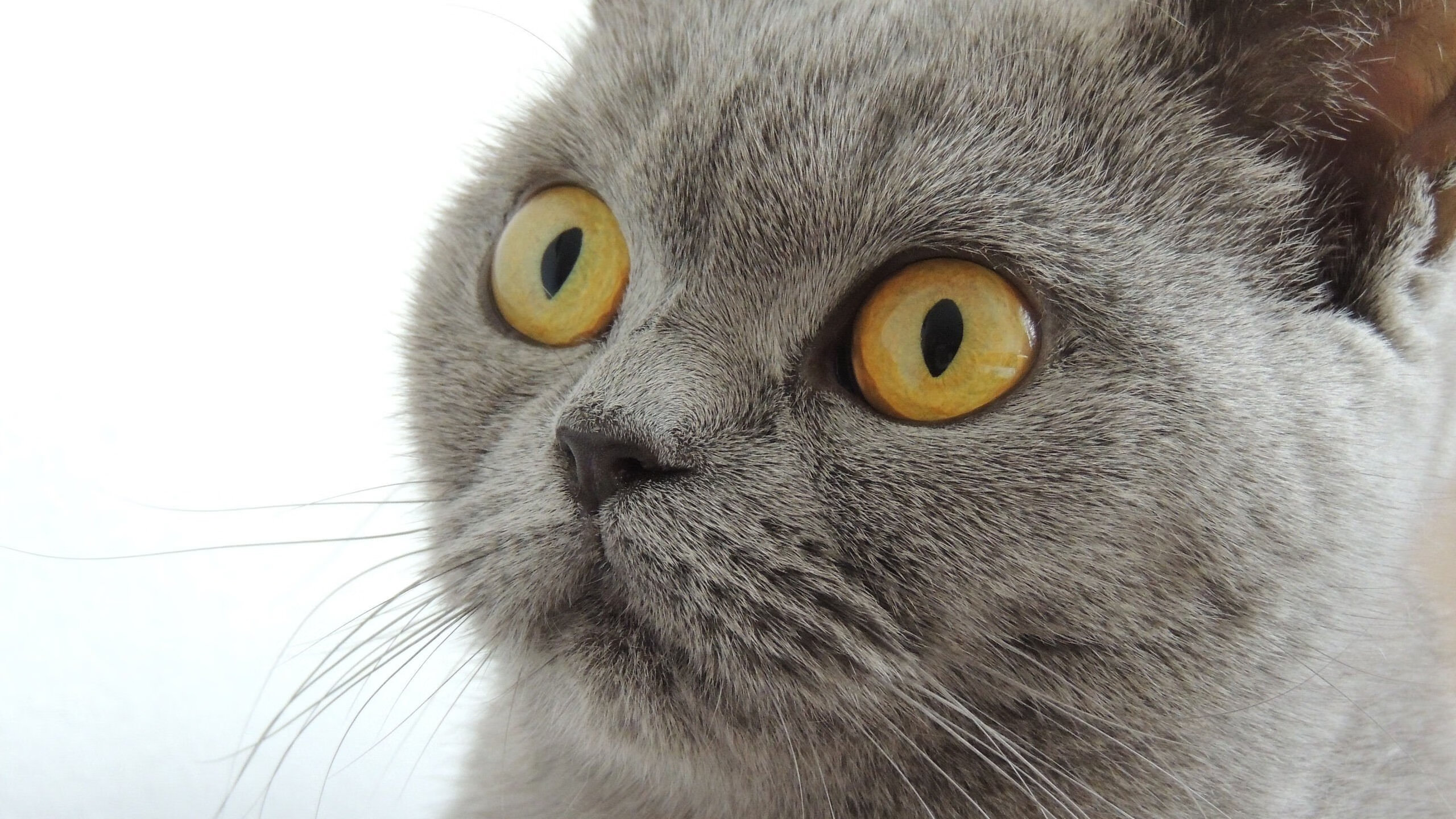 西甲火力全开:场场精彩纷呈!,西甲场次